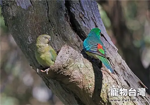 紅腰鸚鵡的飼養知識(1圖)-寵物台灣