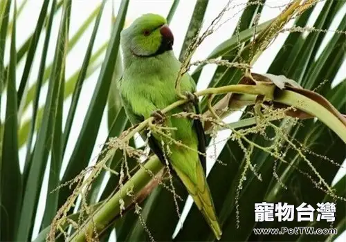 環頸鸚鵡的品種簡介