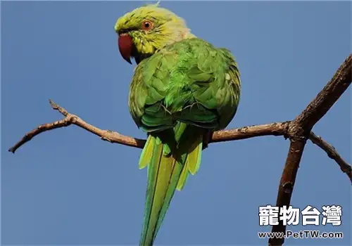 環頸鸚鵡的餵食要點
