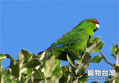 紅額鸚鵡的品種簡介(1圖)-寵物台灣