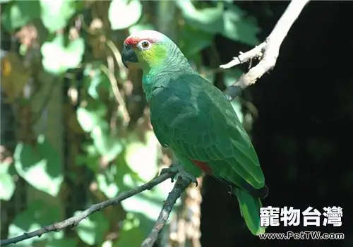 紅額鸚鵡的形態特徵(1圖)-寵物台灣