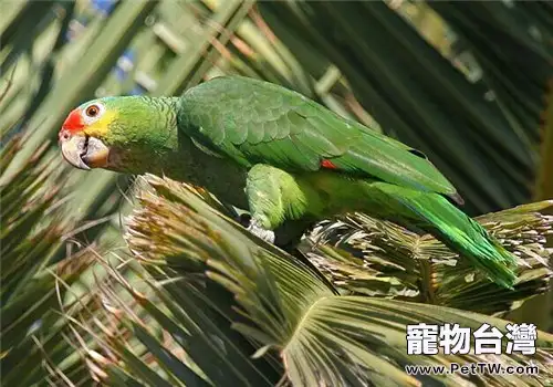 紅額鸚鵡的生活環境(1圖)-寵物台灣