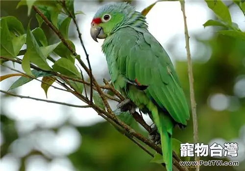 紅額鸚鵡的飼養知識