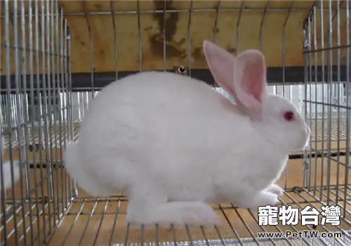 將兔子作為經濟動物飼養要注意哪些問題