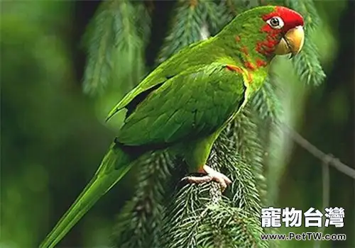 紅面具錐尾鸚鵡的品種簡介