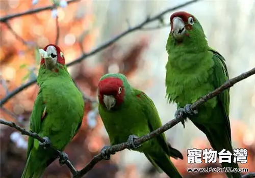 紅面具錐尾鸚鵡的形態特徵