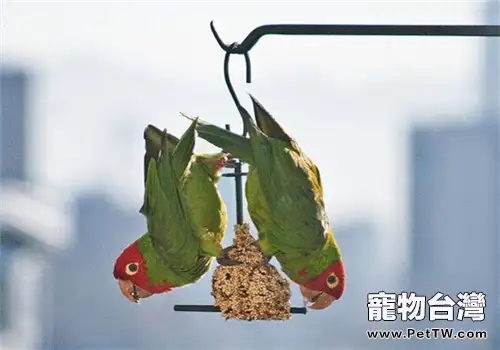 紅面具錐尾鸚鵡的飼養知識
