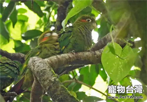 黃翅鸚鵡的品種簡介