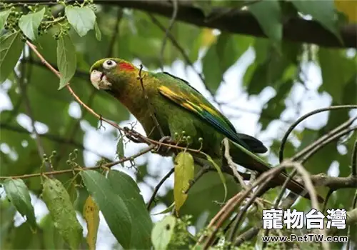 黃翅鸚鵡的形態特徵