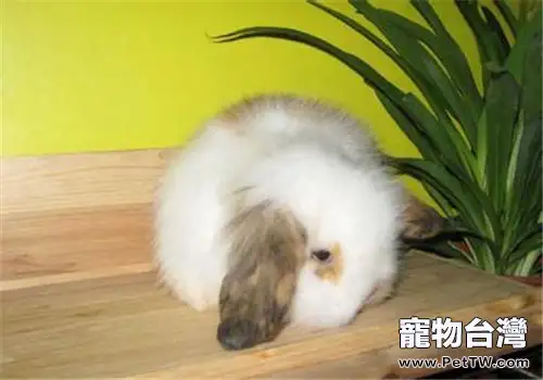 垂耳兔的壽命有多久？