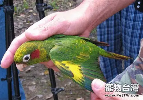 黃翅鸚鵡的生活環境