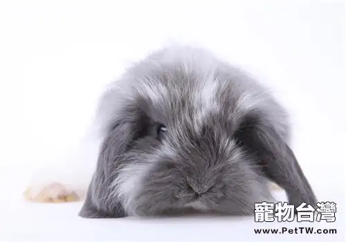 垂耳兔的飼養方法簡介(1圖)-寵物台灣