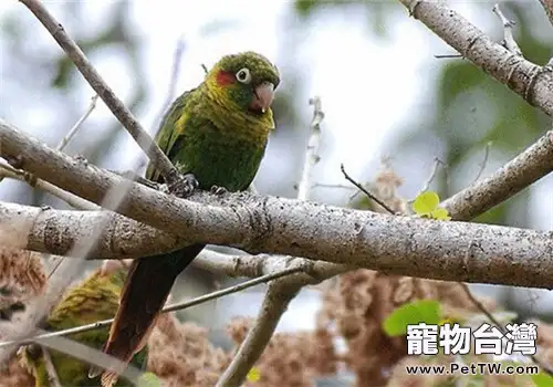 黃翅鸚鵡的飼養知識(1圖)-寵物台灣