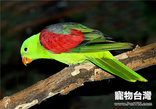 紅翅鸚鵡的品種簡介