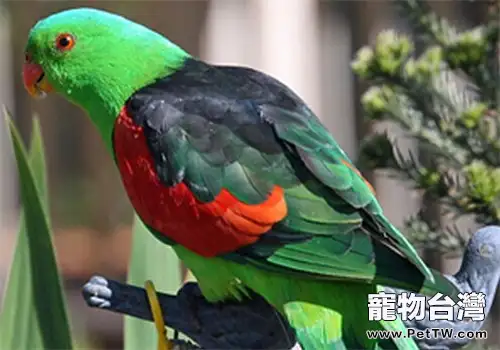 紅翅鸚鵡的形態特徵