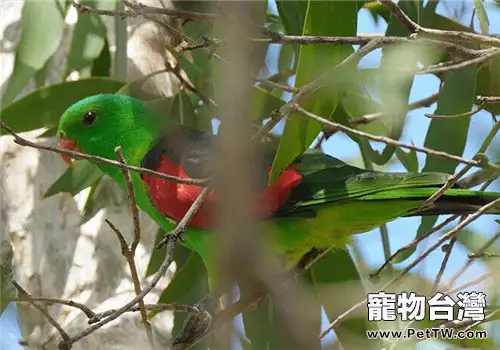 紅翅鸚鵡的生活環境