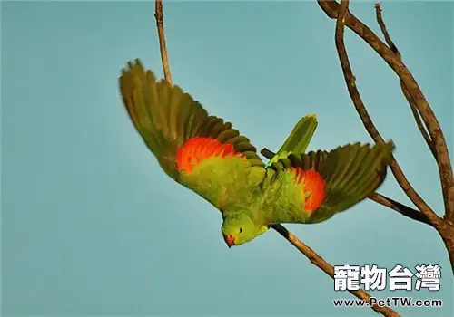 紅翅鸚鵡的飼養知識