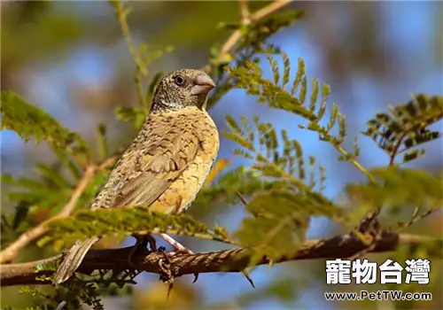環喉雀的品種簡介(1圖)-寵物台灣