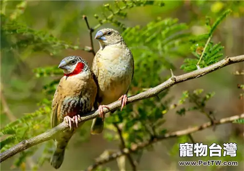 環喉雀的形態特徵(1圖)-寵物台灣