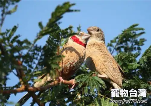 環喉雀的餵食要點