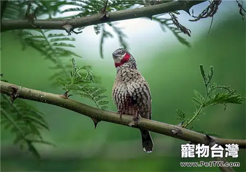 環喉雀的飼養知識(1圖)-寵物台灣