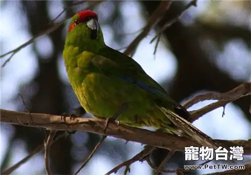 黃額鸚鵡的品種簡介