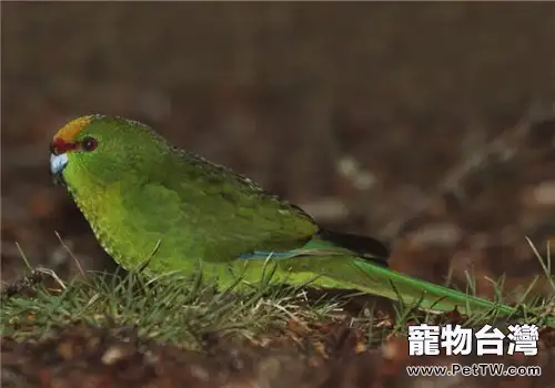 黃額鸚鵡的生活習性