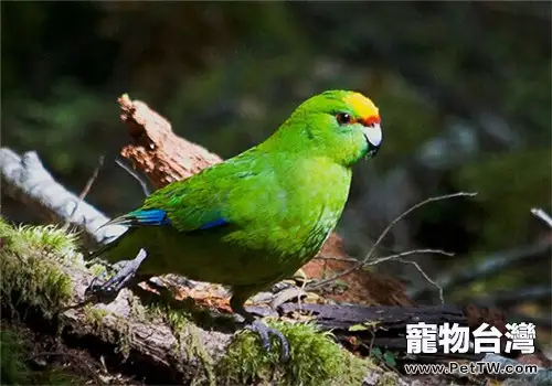 黃額鸚鵡的飼養知識