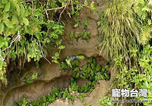 灰頭錐尾鸚鵡的品種簡介(1圖)-寵物台灣