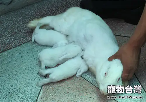 哺乳期母兔飲食的要點(1圖)-寵物台灣