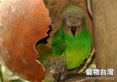 灰頭錐尾鸚鵡的形態特徵(1圖)-寵物台灣