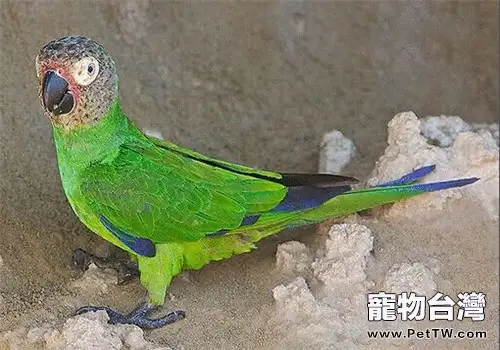 灰頭錐尾鸚鵡的生活習性(1圖)-寵物台灣