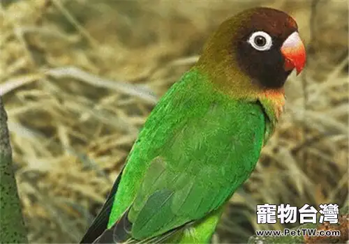 黑臉情侶鸚鵡的品種簡介(1圖)-寵物台灣