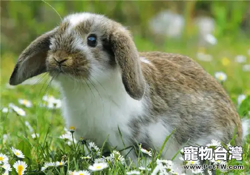 寵物兔便秘怎麼辦？
