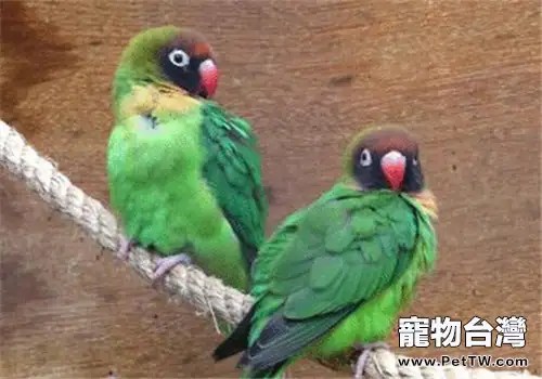 黑臉情侶鸚鵡的生活習性(1圖)-寵物台灣