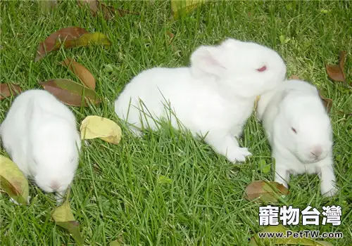 母兔缺乏乳汁不肯哺乳怎麼辦?(1圖)-寵物台灣
