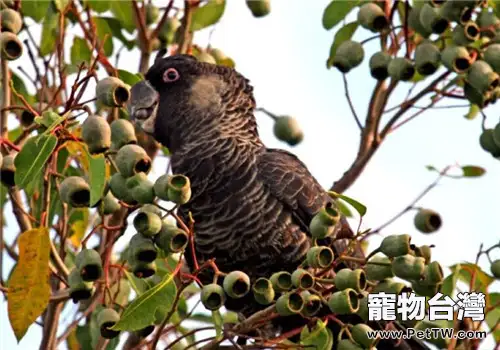 紅尾黑鳳頭鸚鵡的品種簡介