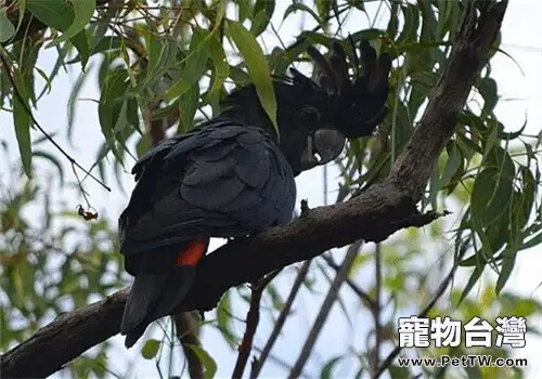 紅尾黑鳳頭鸚鵡的形態特徵