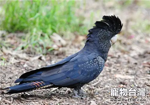 紅尾黑鳳頭鸚鵡的生活習性