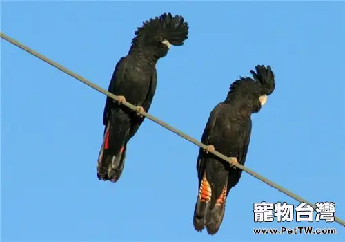 紅尾黑鳳頭鸚鵡的飼養知識(1圖)-寵物台灣