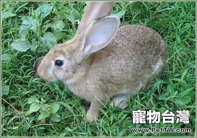 有關於塞北兔的介紹(1圖)-寵物台灣