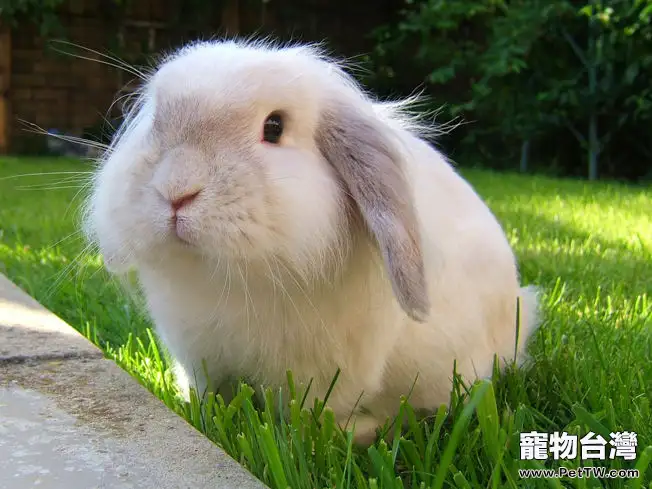 兔兔吃食氣管堵塞的症狀