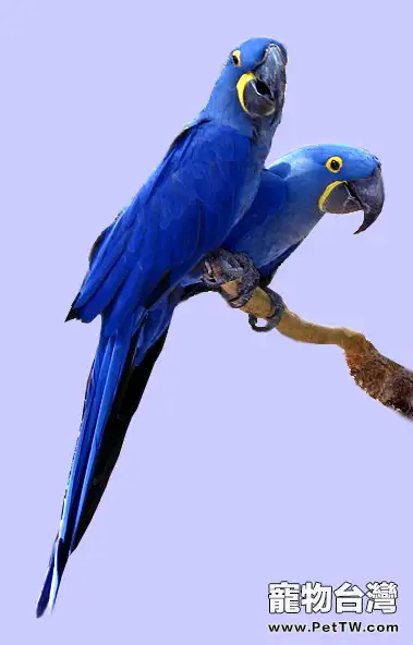 紫藍鸚鵡飼養繁殖注意點