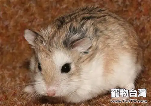 黑線倉鼠的飼養知識