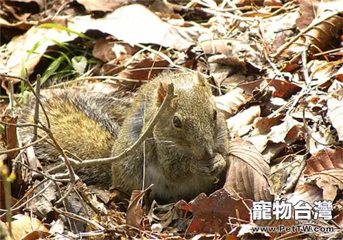 黃山松鼠的品種簡介(1圖)-寵物台灣