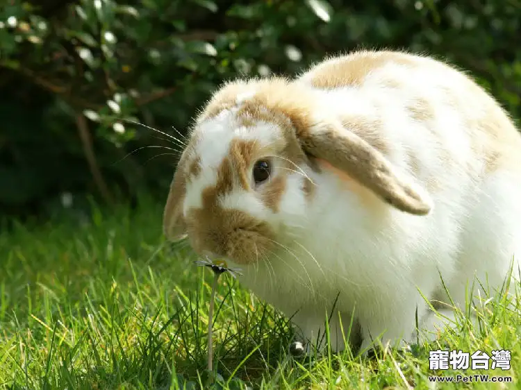 養寵物兔的八大錯誤