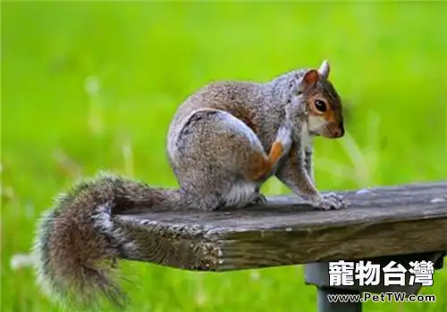 黃山松鼠的形態特徵(1圖)-寵物台灣