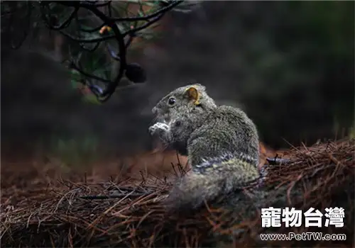 黃山松鼠的飼養環境