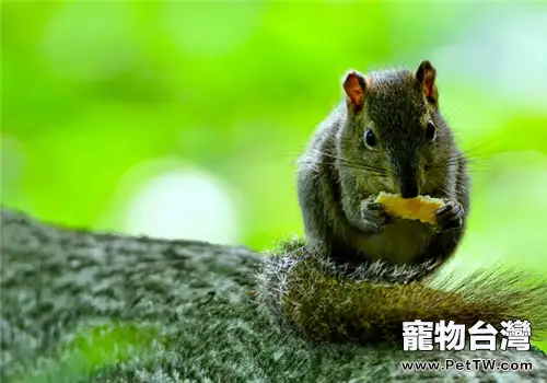 黃山松鼠的餵食要點