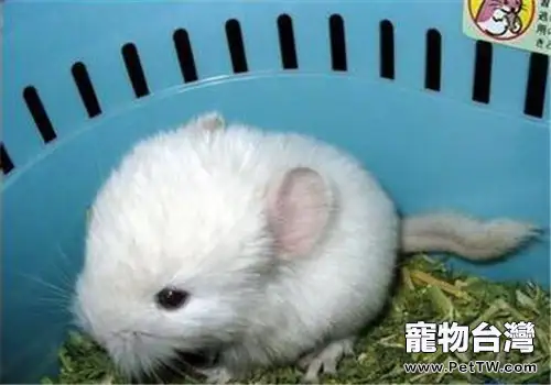 純白龍貓的外形特點(1圖)-寵物台灣